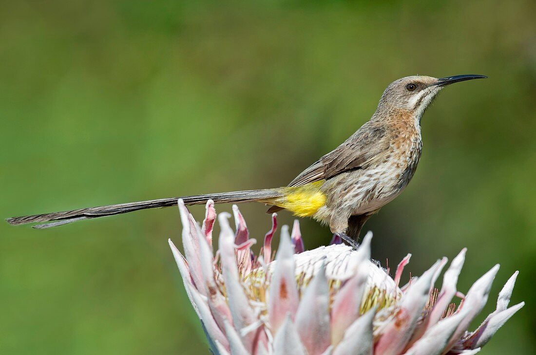 Male Cape Sugarbird perched on a Protea