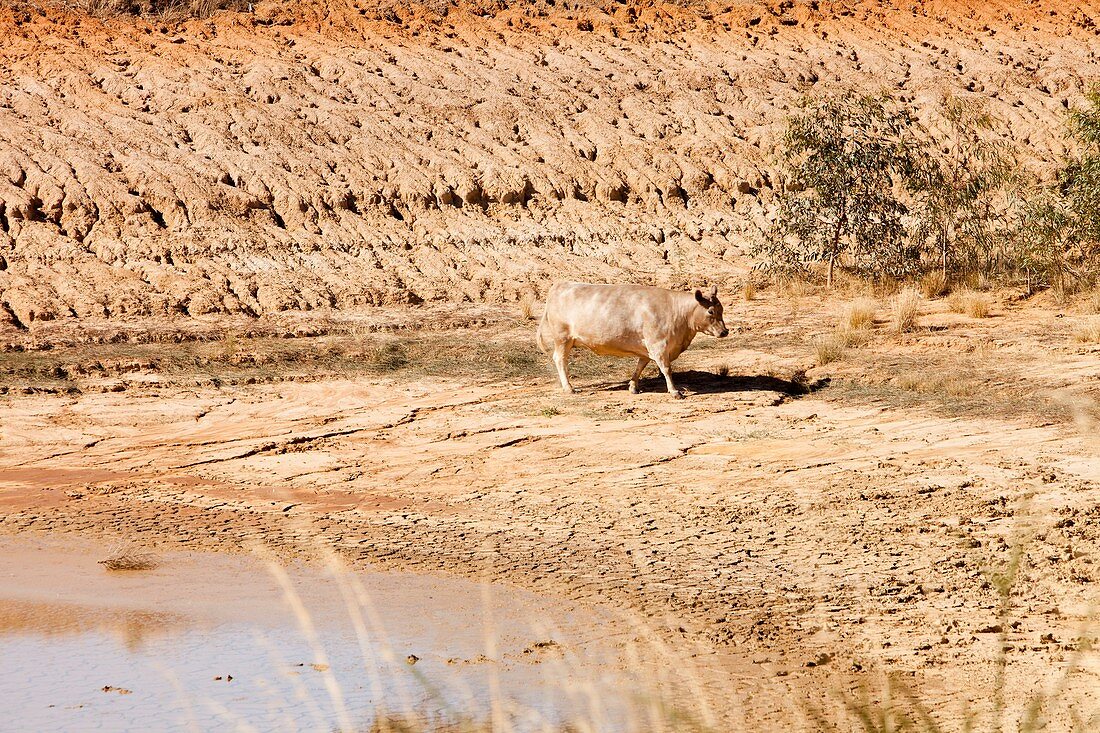 Cow at a nearly empty water hole