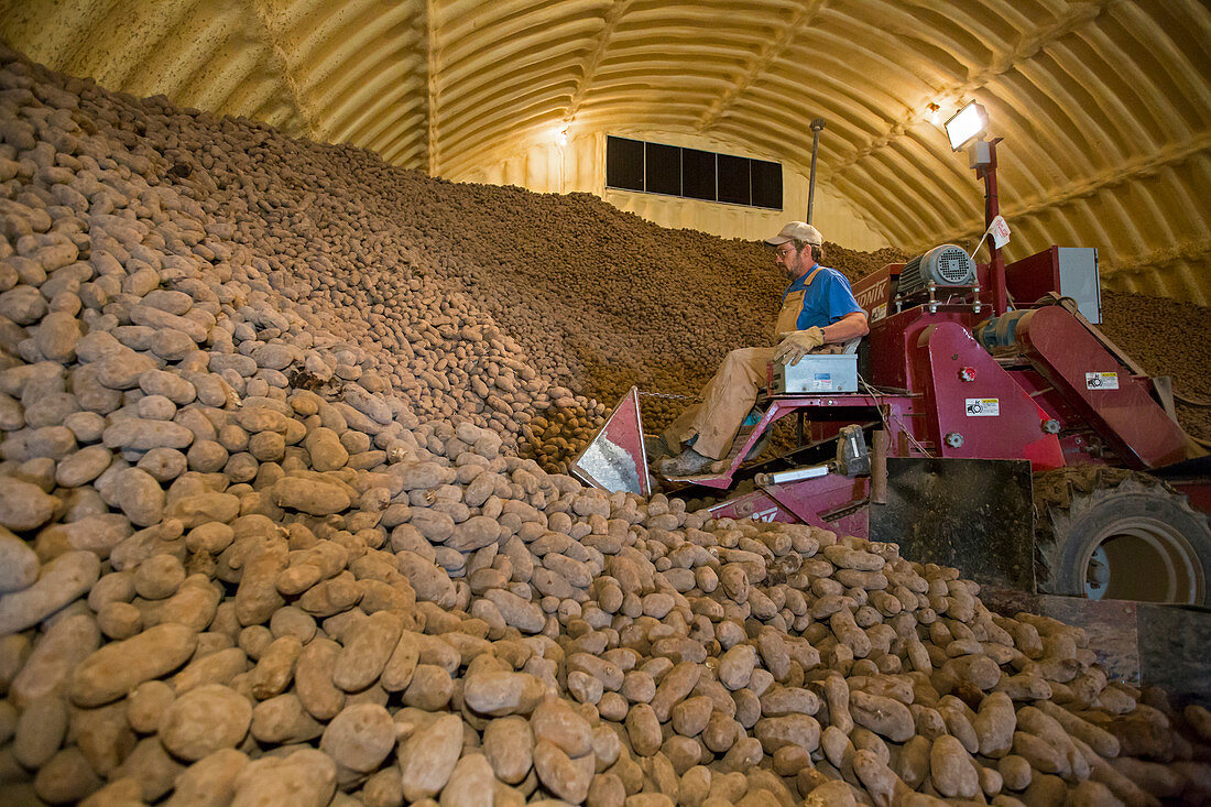 Potato farming,Idaho,USA