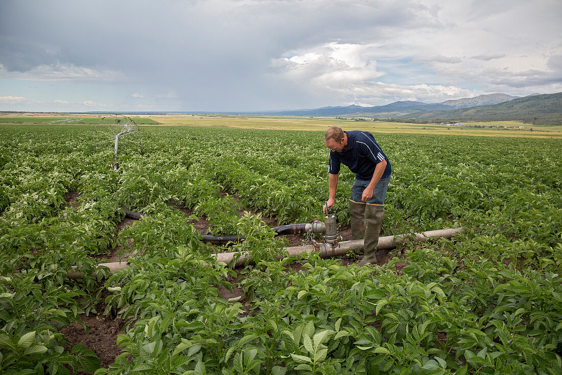 Potato farming,Idaho,USA