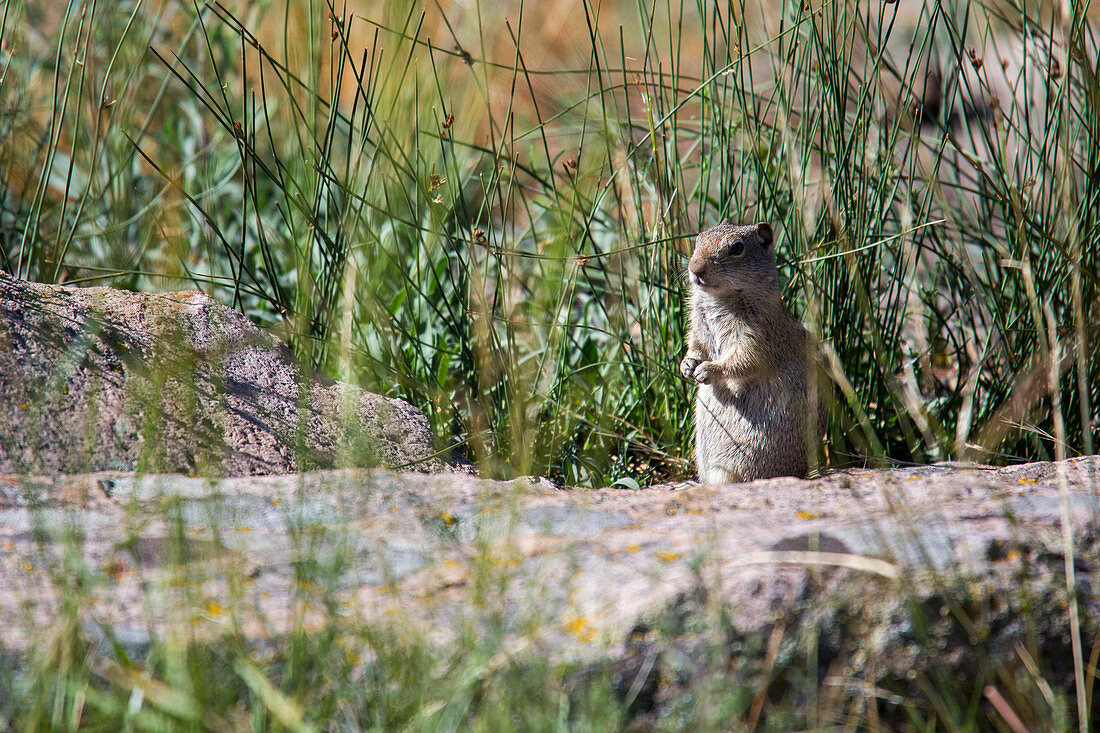 Uinta ground squirrel,Yellowstone,USA