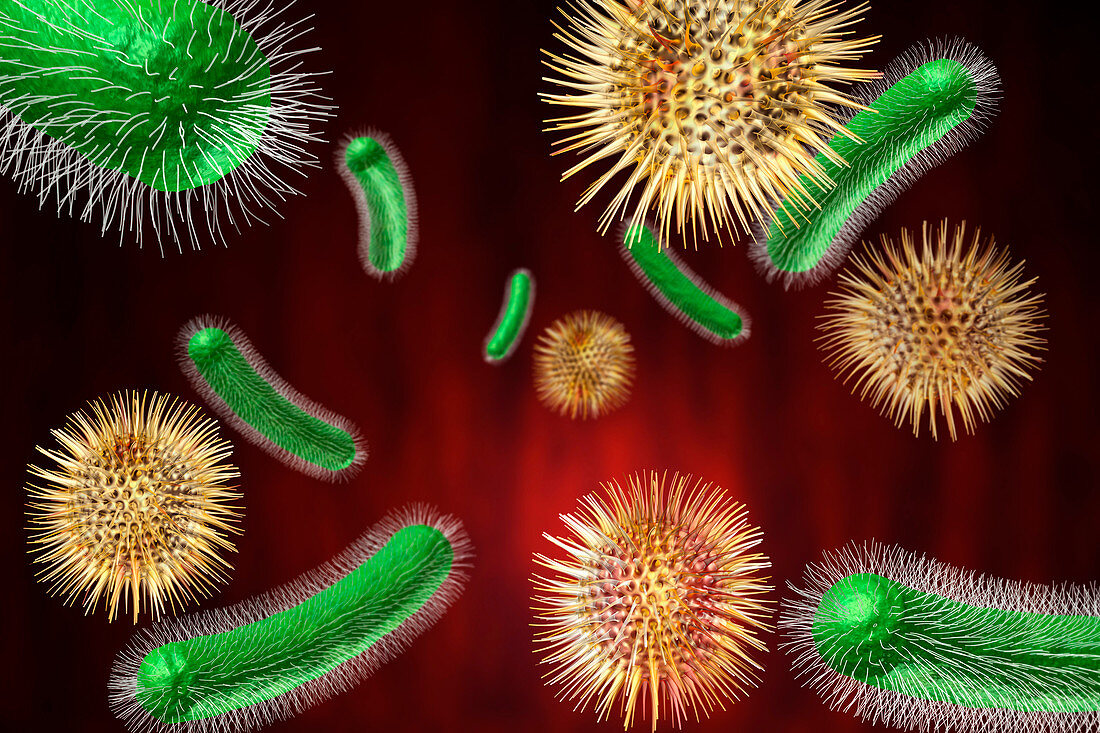 Intestinal bacteria,illustration
