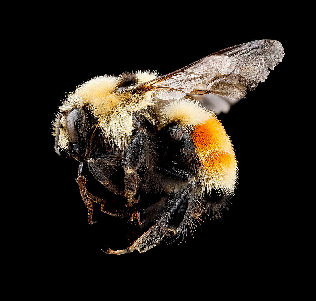 Hunt's bumblebee