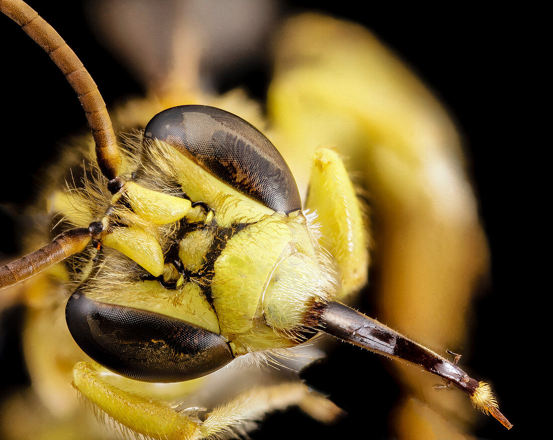 Head of a bee