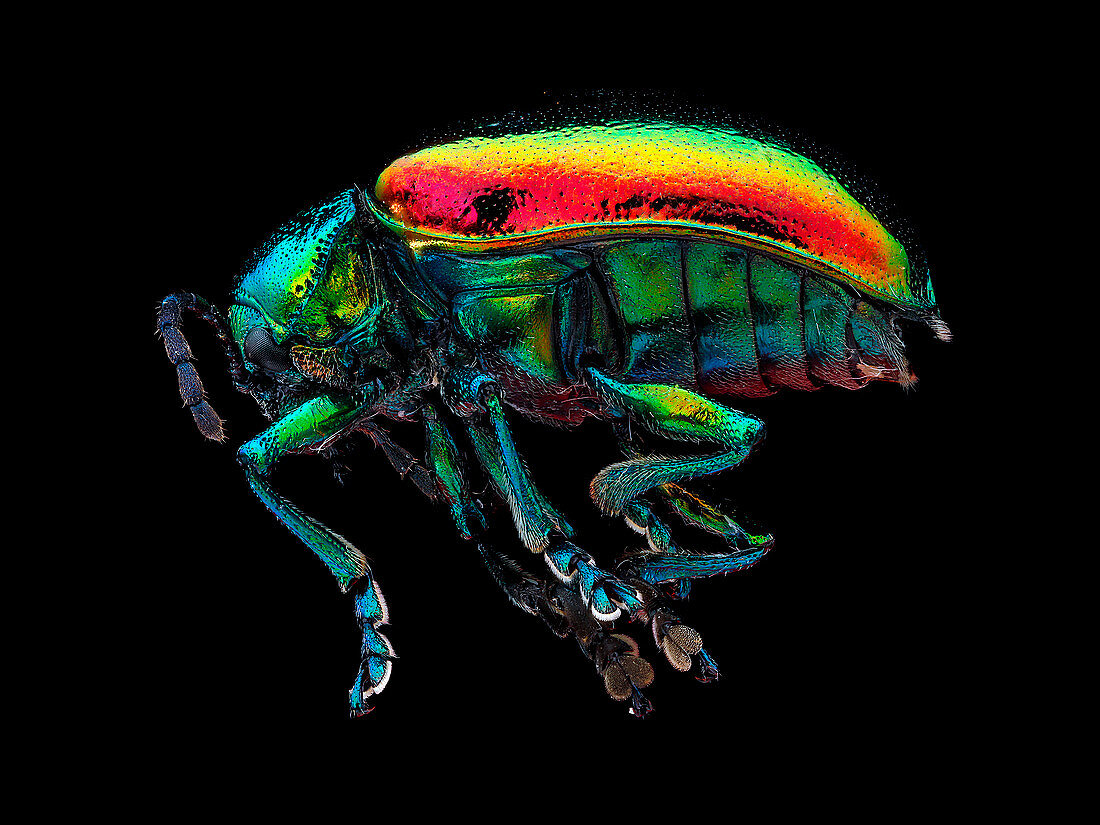 Indian hemp beetle