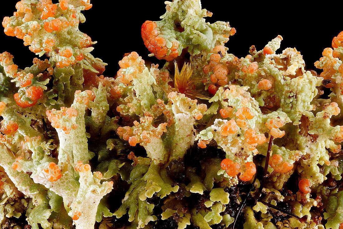 Lichen (Cladonia sp.)