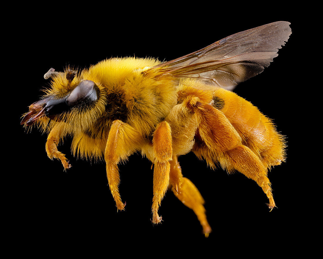 Long-faced bee