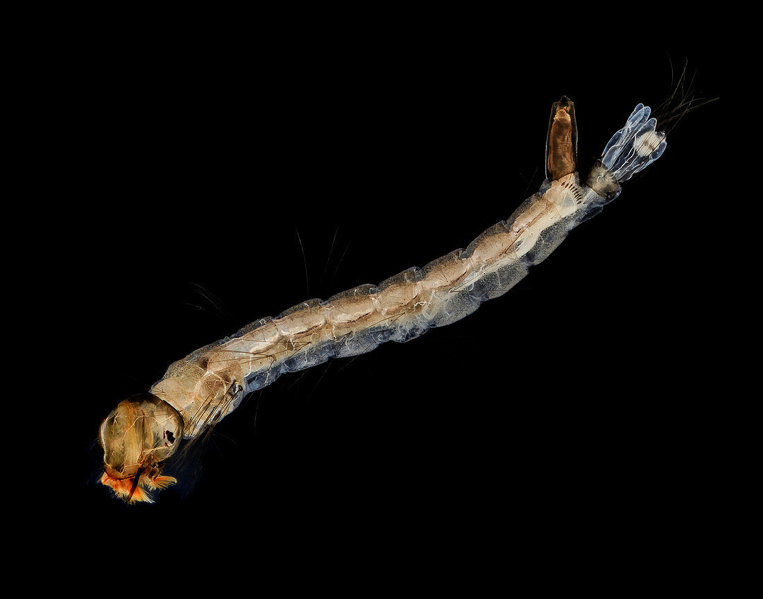 Mosquito larva