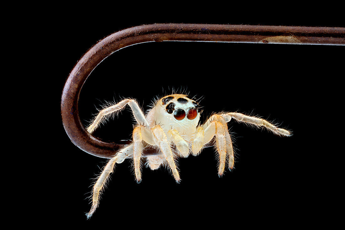 Jumping spider on a fish hook