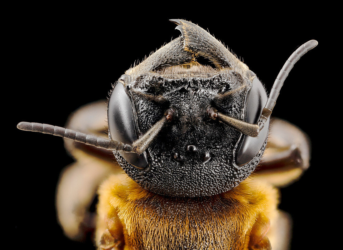 Giant resin bee