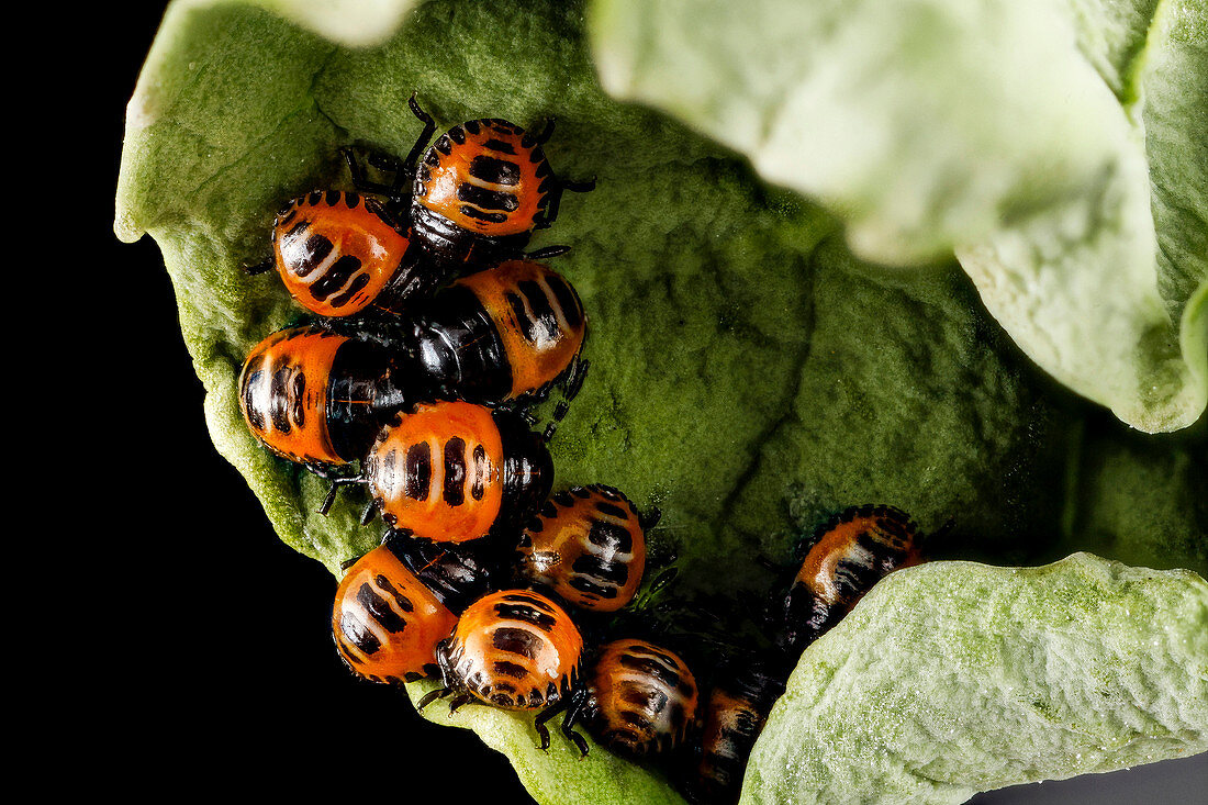 Harlequin cabbage bug nymphs