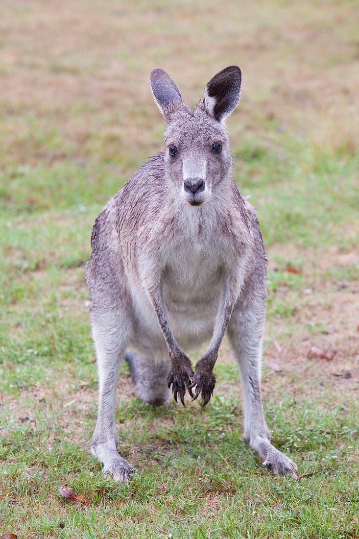 Eastern Grey Kangaroos grazing