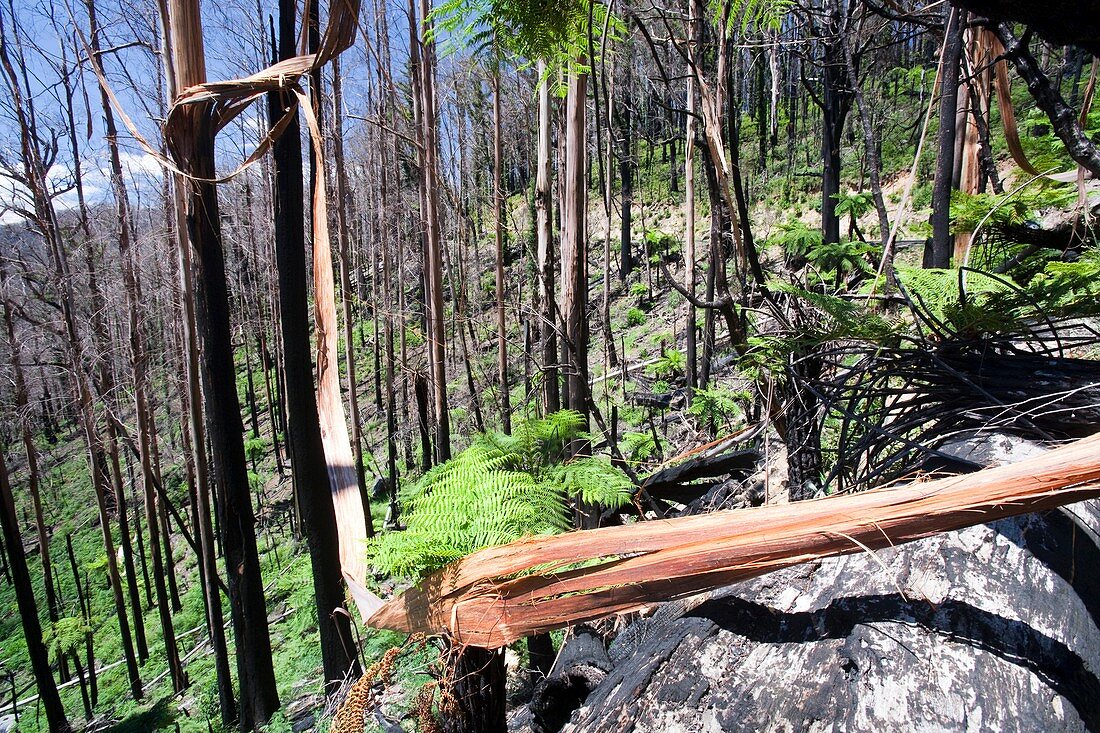 Burnt forest near Marysville,Australia