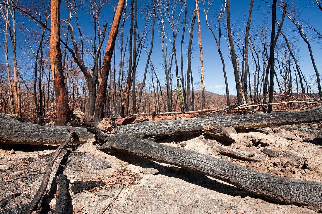 Forest destroyed by bush fires