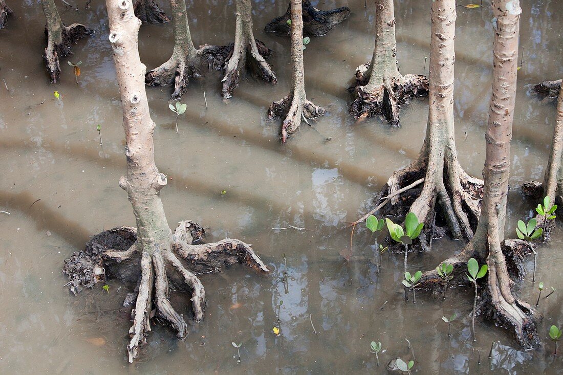 Mangrove swamp at high tide