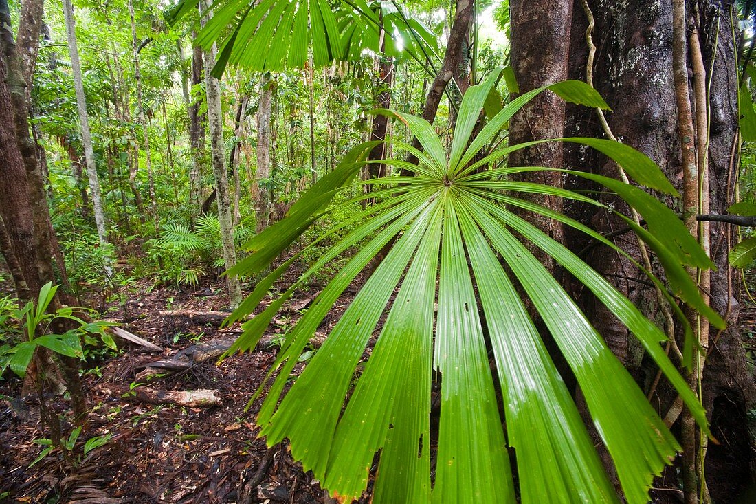 Daintree rainforest,Australia