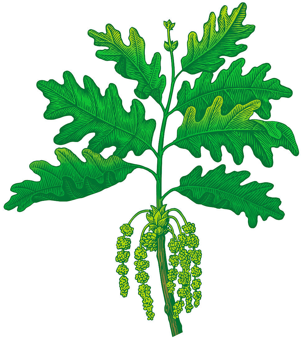 Oak leaves and flowers,illustration