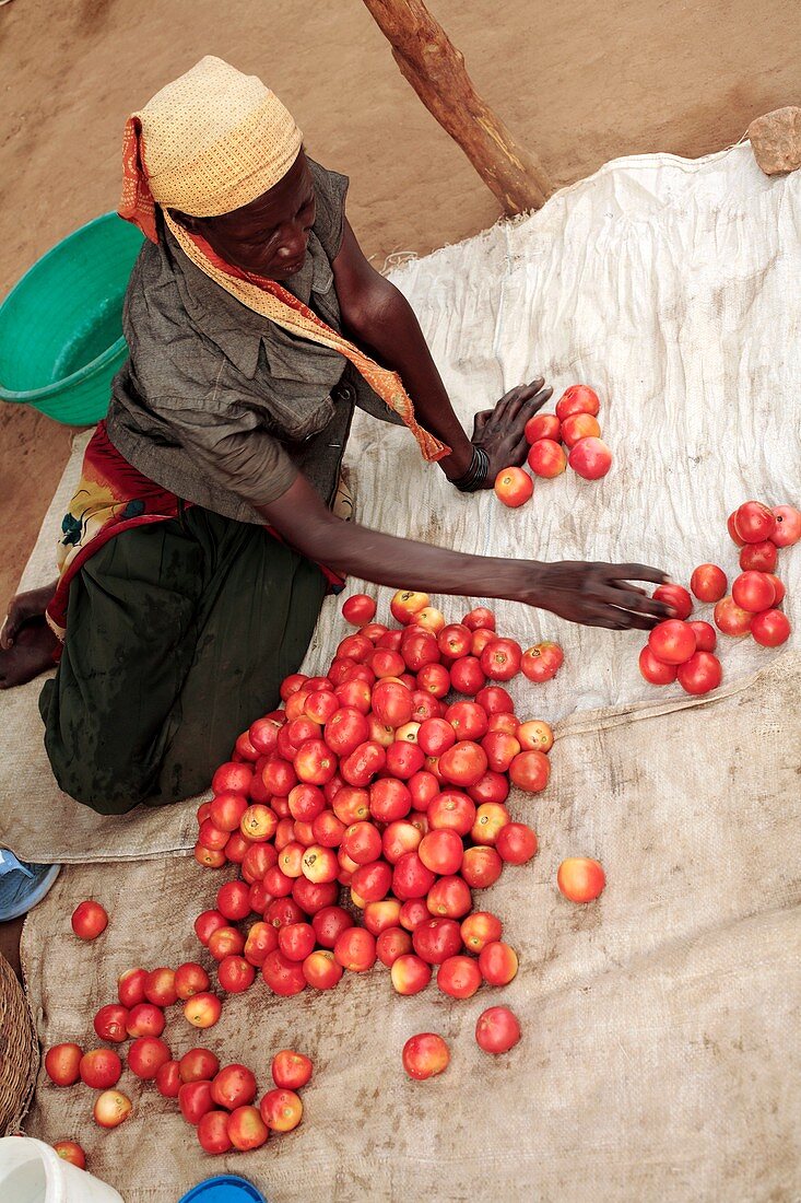 Selling tomatoes,Ghana