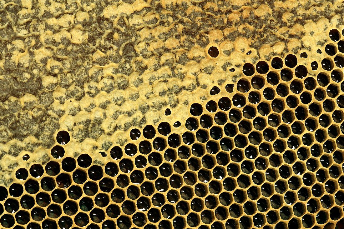Partially capped honeycomb