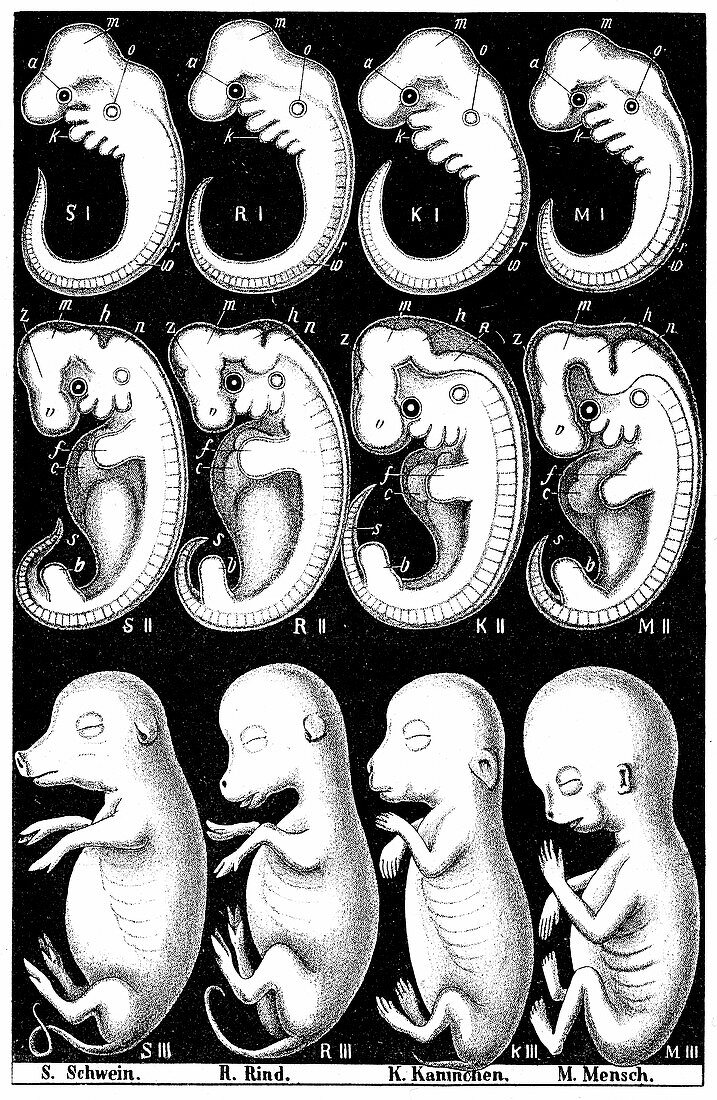 Haeckel's comparison of embryos