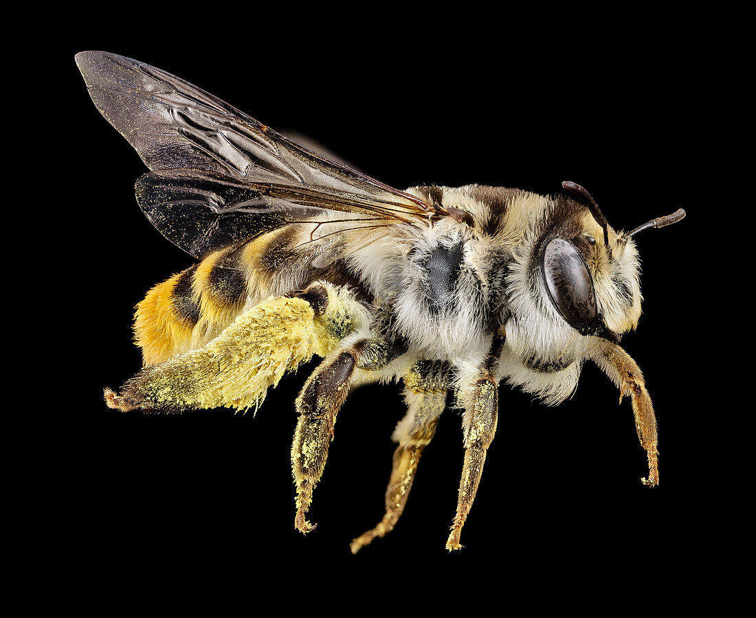 Australian bee