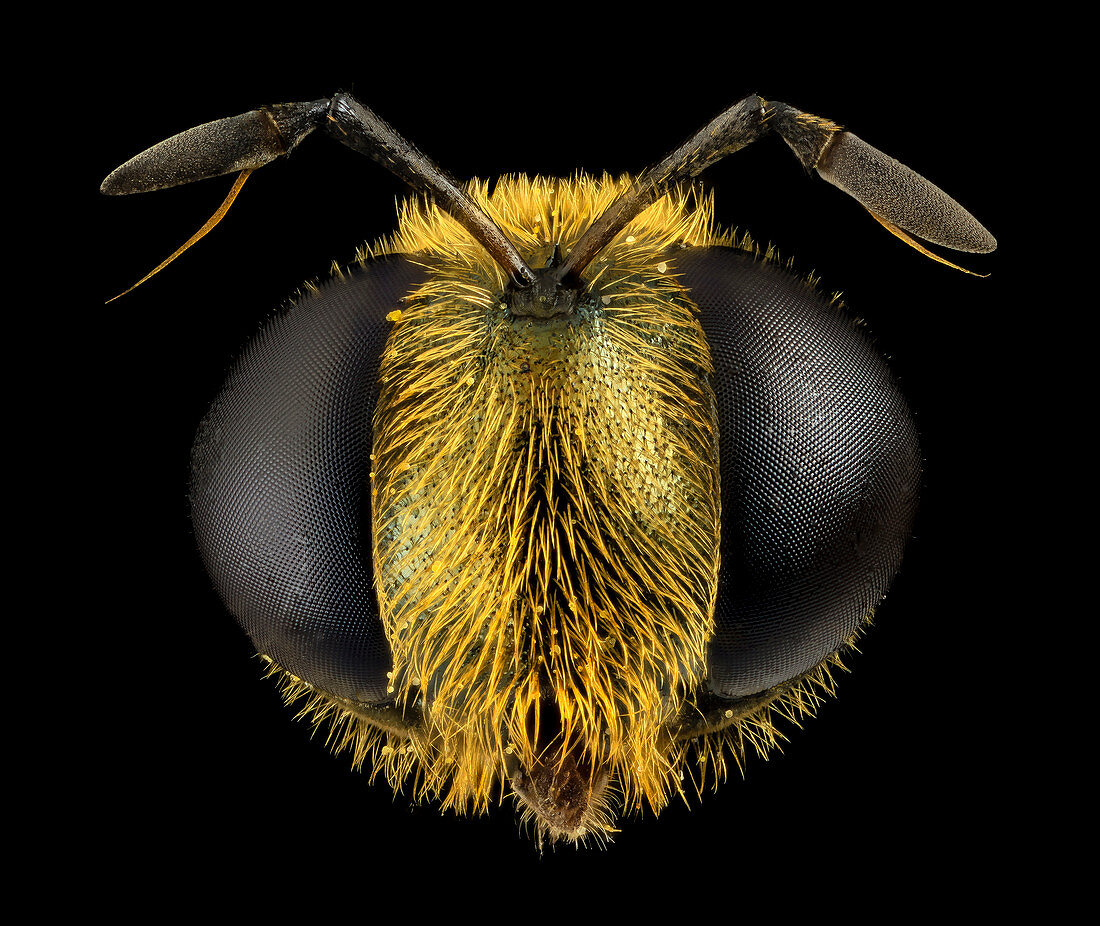 Hoverfly head