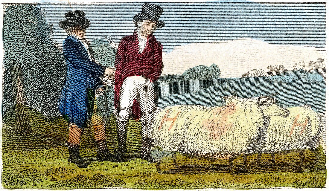 Farmers discussing Dishley sheep