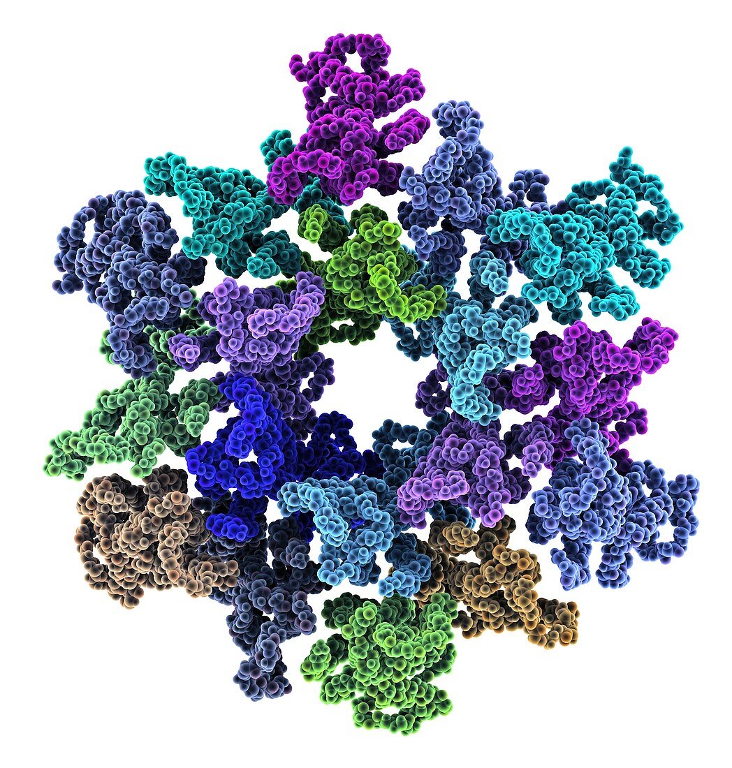 HIV-1 capsid in intact virus particle