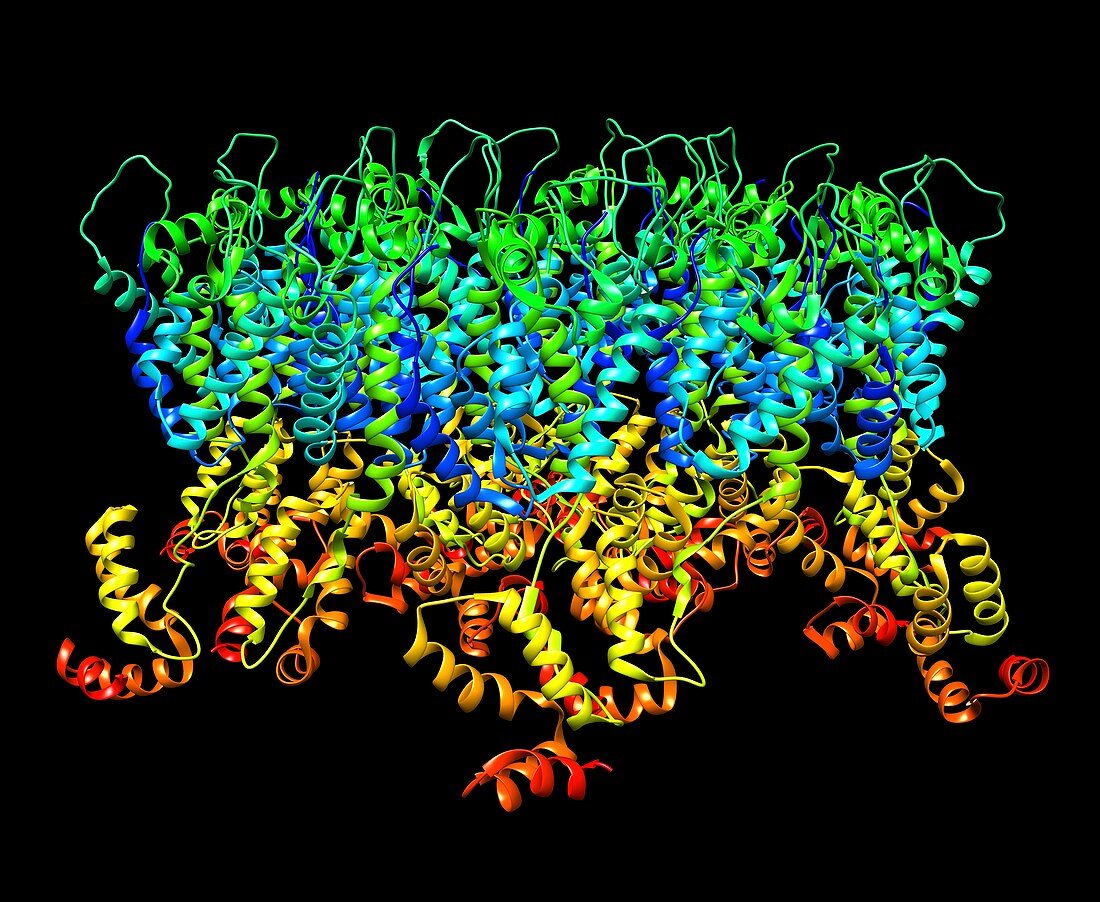 HIV-1 capsid in intact virus particle