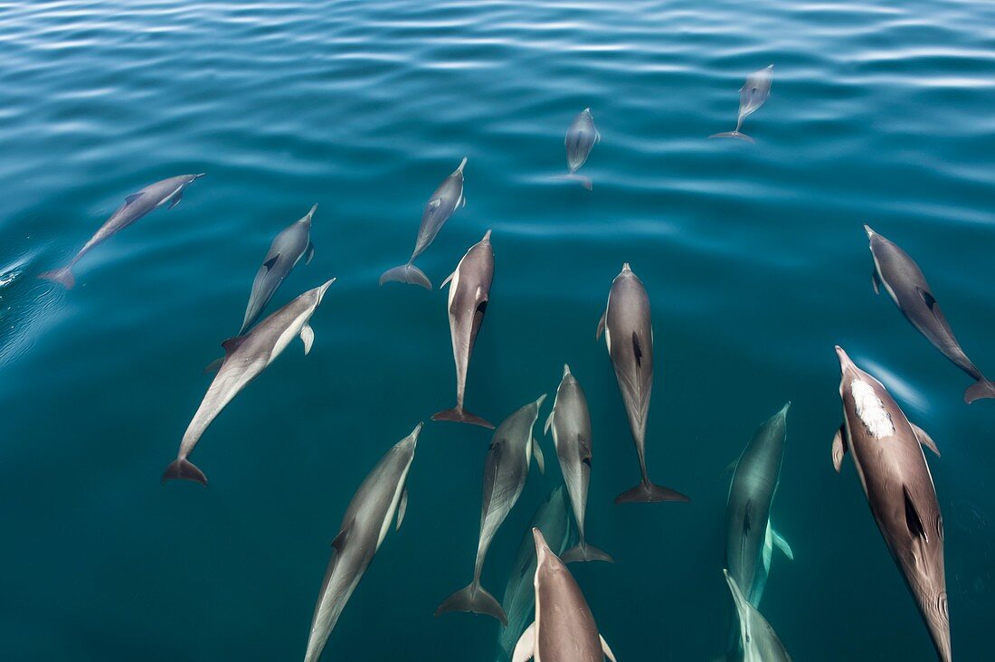 Common dolphins bowriding