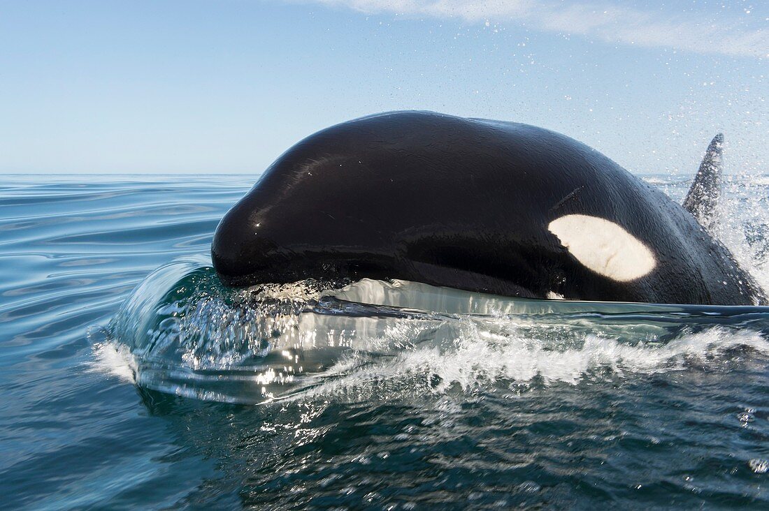 Killer whale swimming at the surface