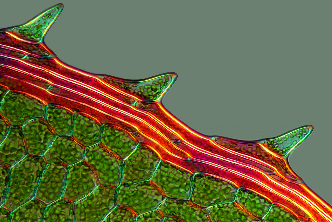 Moss leaf,light micrograph