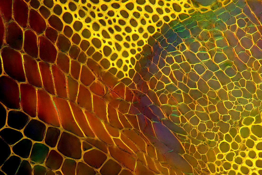 Dahlia stem,light micrograph