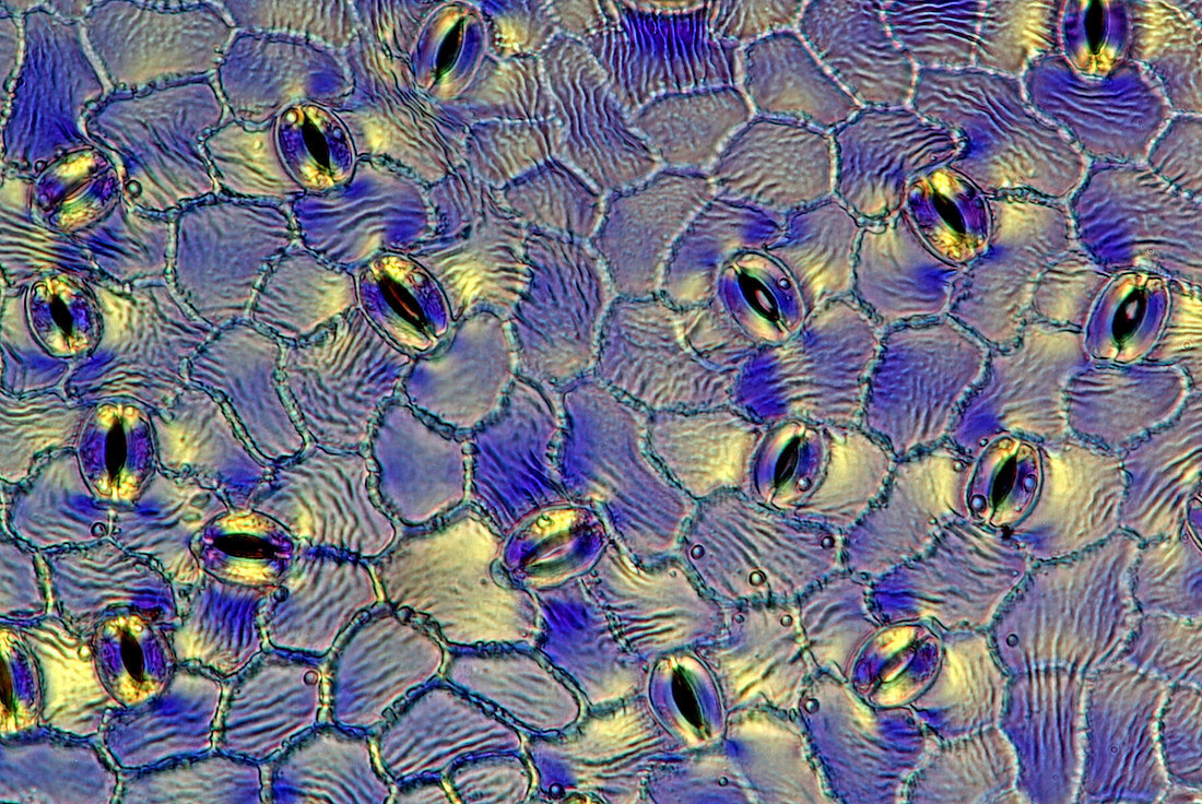 Forsythia stomata,light micrograph