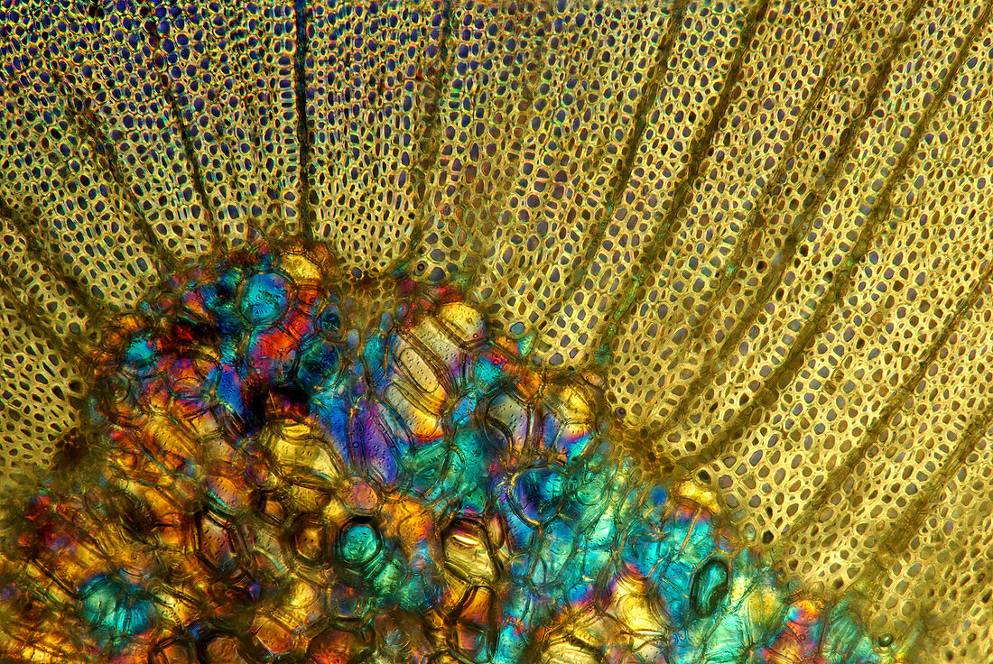 Honey locust thorn,light micrograph