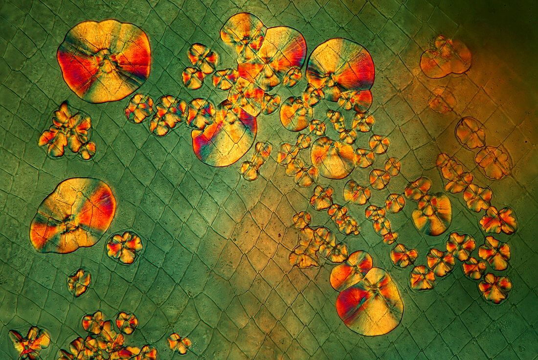 Crystals on waterflea,light micrograph