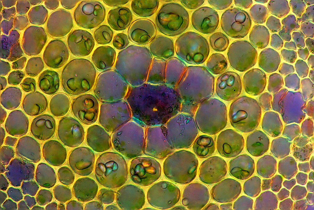Watermilfoil stem,light micrograph