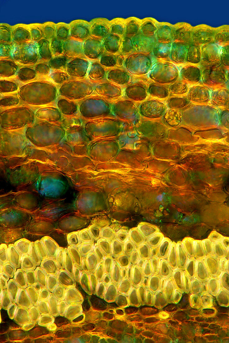 Oak leaf stalk,light micrograph