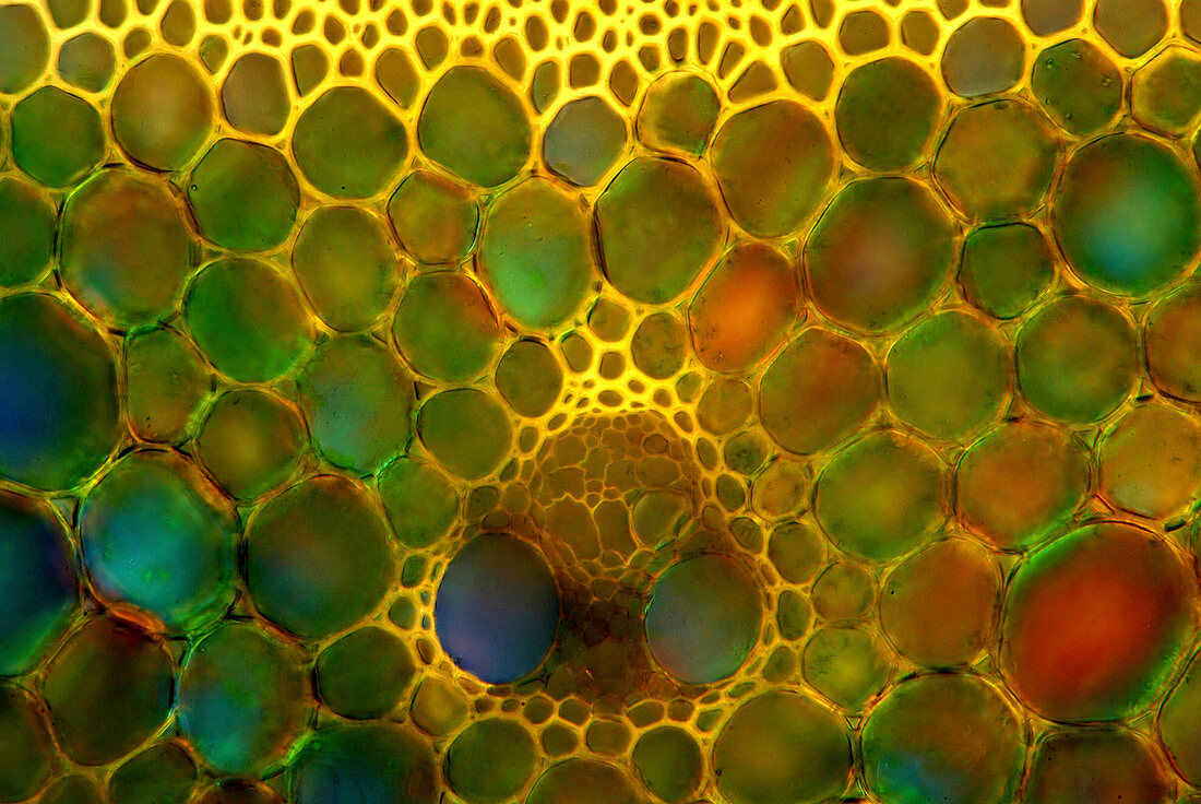 Reed stem,light micrograph