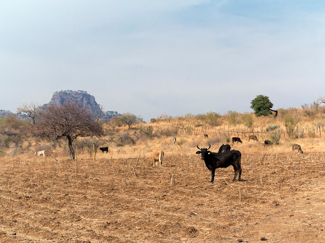 Extensive cow farming on corn field