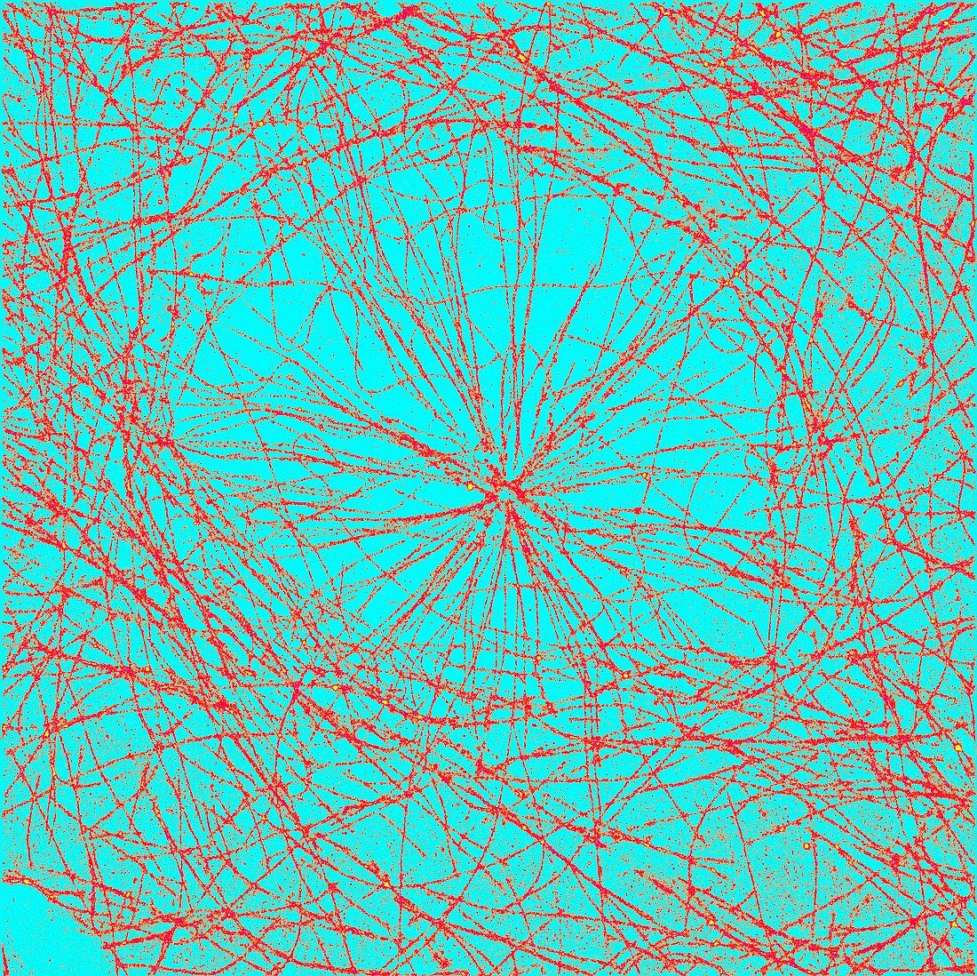 Microtubules,fluorescent micrograph