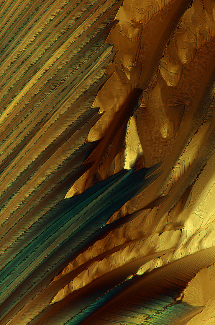 Citric acid crystals,light micrograph