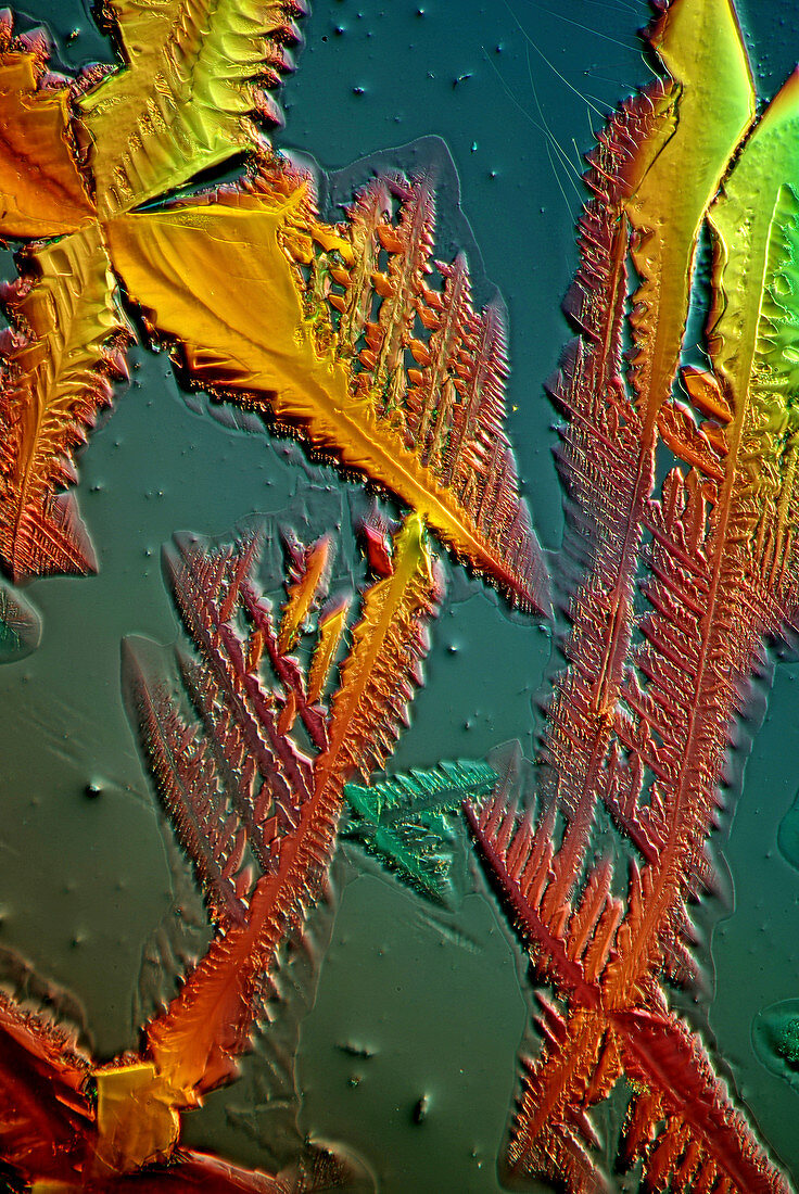 Cupric acetate crystals,light micrograph