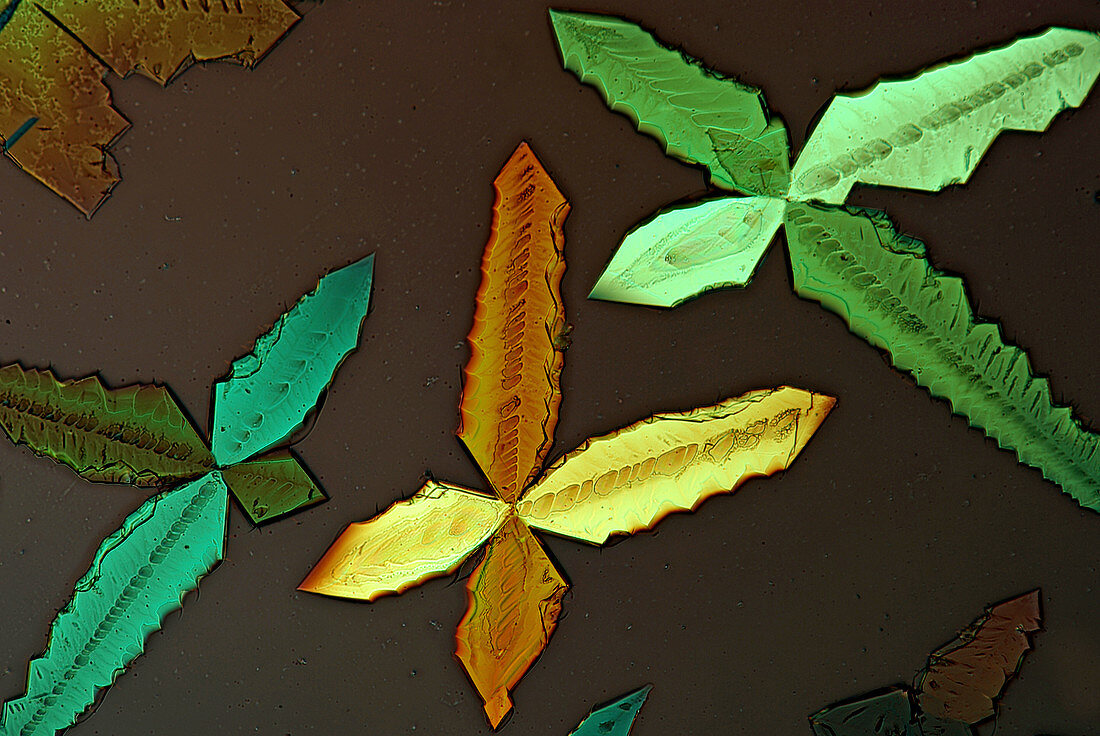 Copper sulphate,light micrograph