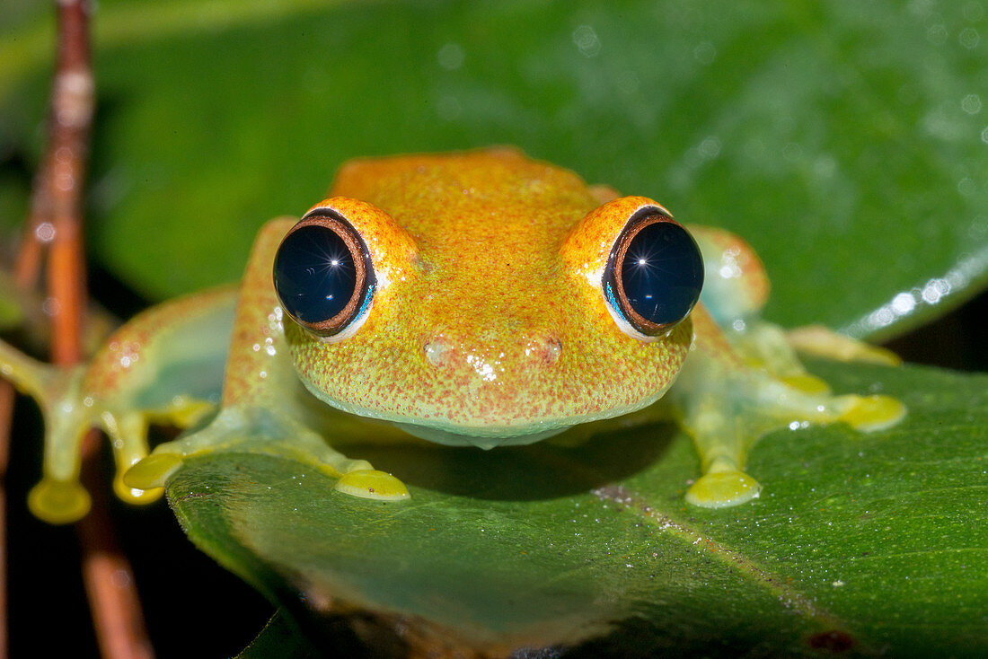 Green bright-eyed tree frog