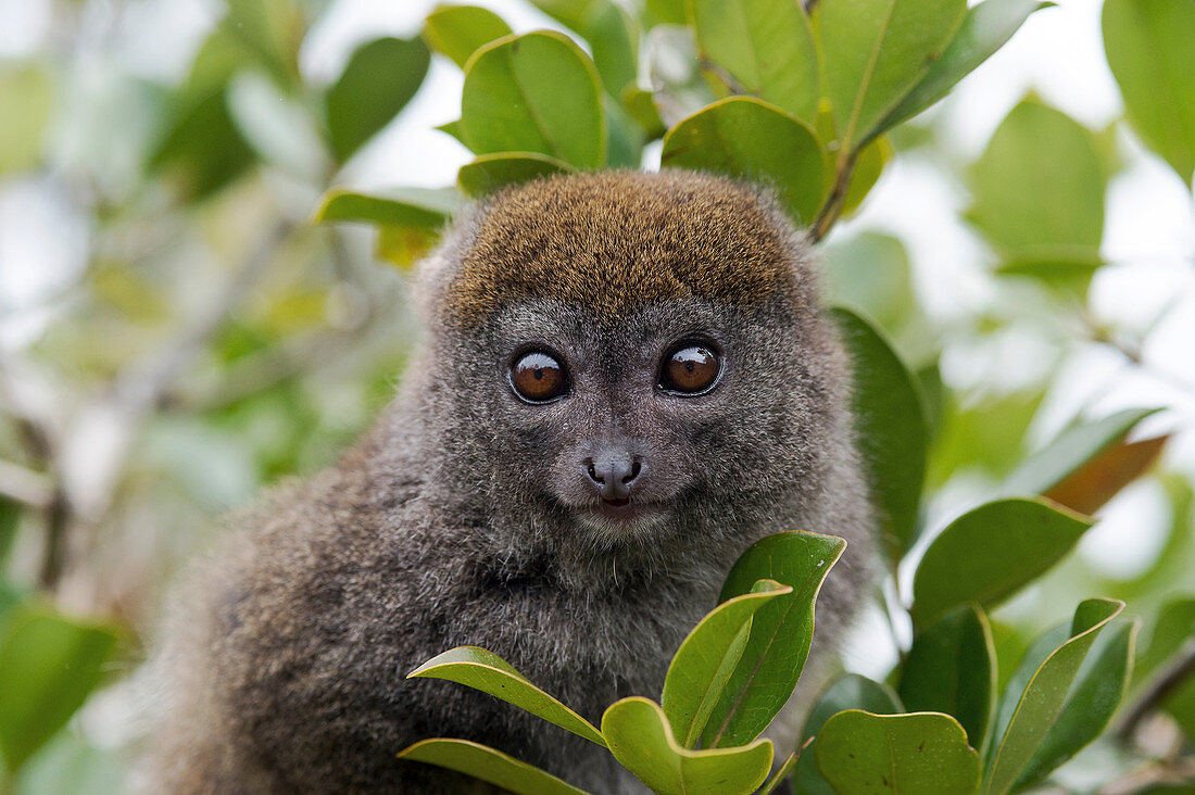 Eastern grey bamboo lemur