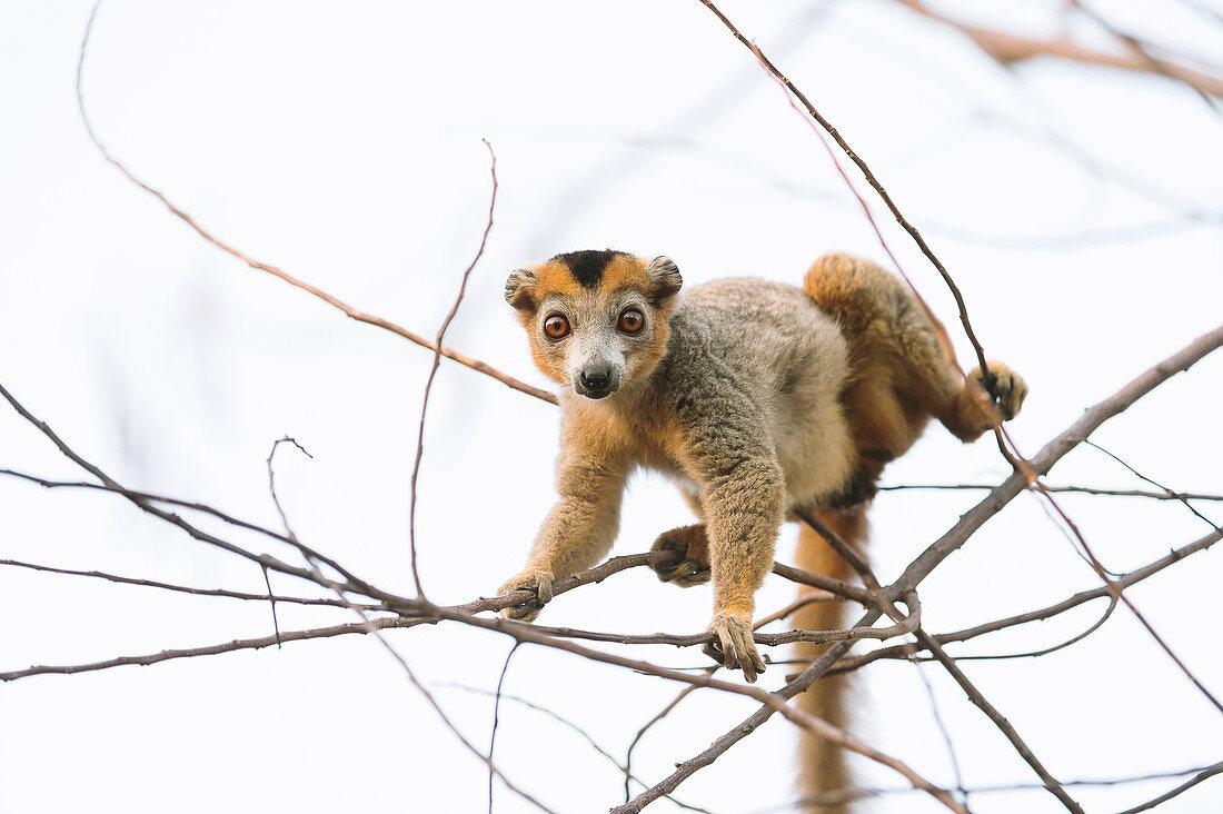 Crowned lemur male