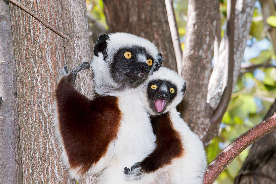 Coquerel's sifaka and baby