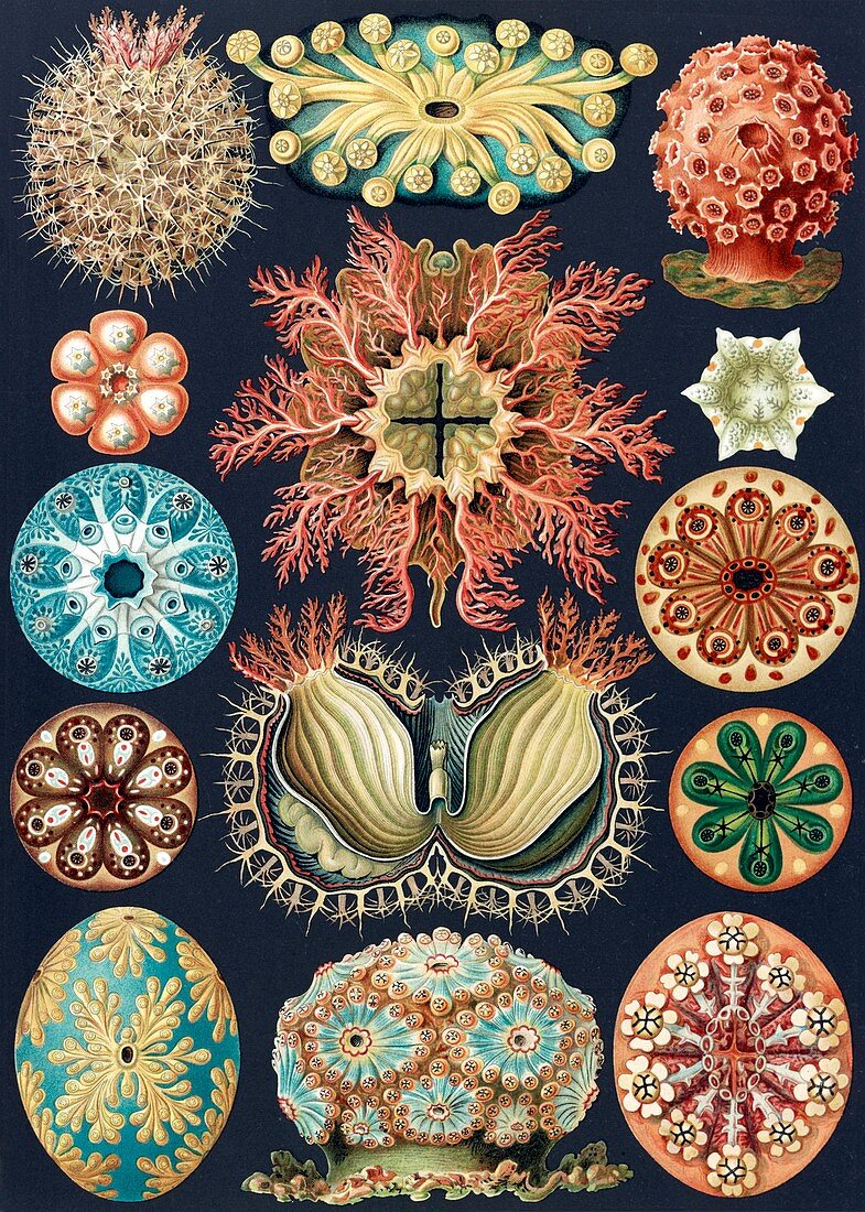 Ascidiae sea squirts,1904