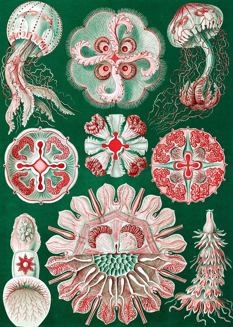 Discomedusae jellyfish,1904